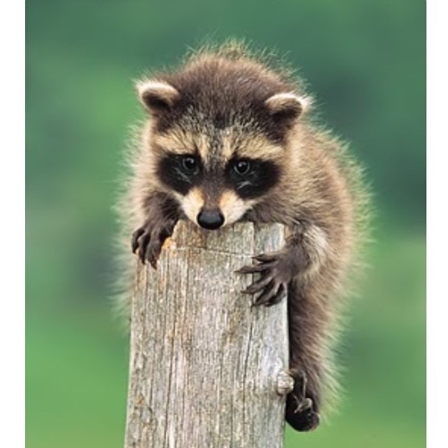 Shelly female Shelly female