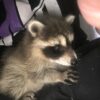Babby - Female