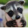 Alise Female Raccoon