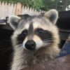 Brian Male Raccoon