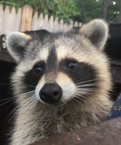 Brian Male Raccoon