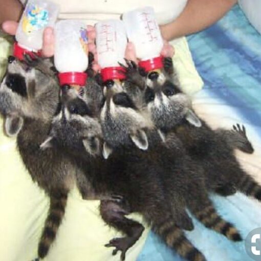 Home - Raccoons Heaven