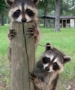 Angella female Raccoon