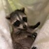 Berry Female Raccoon