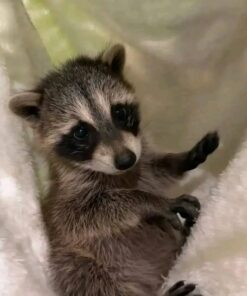 Berry Female Raccoon