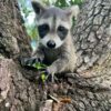 Babis female raccoon