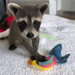 Fabrice Male Raccoon