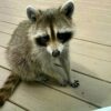 Raccoons for sale and adoption Texas