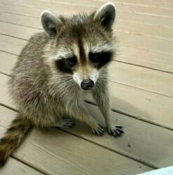 Michael Male Raccoon