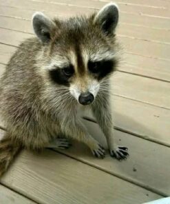 Raccoons for sale and adoption Texas
