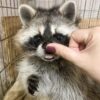 Mark Male Raccoon