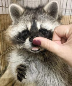 Mark Male Raccoon