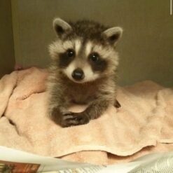 Loveline Female Raccoon