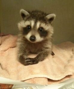 Loveline Female Raccoon