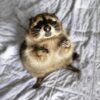 Lil Betty Female Raccoon