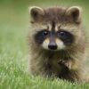 Brandon Male Raccoon
