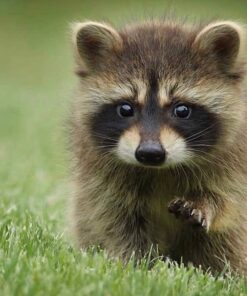 Brandon Male Raccoon