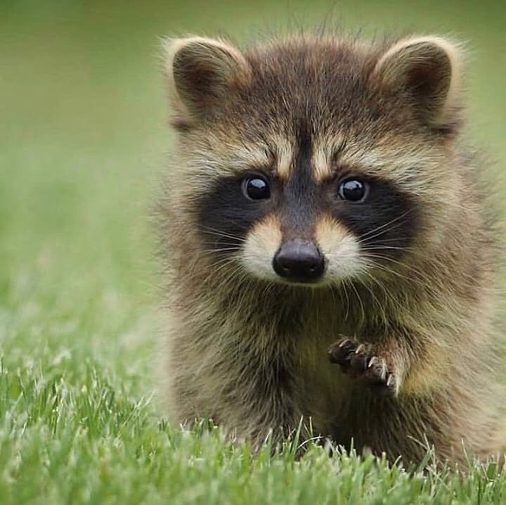 Brandon Male Raccoon