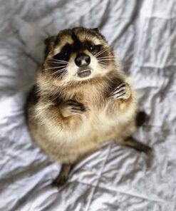 Lil Betty Female Raccoon