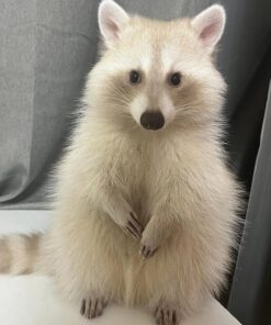 Lucas Male Raccoon