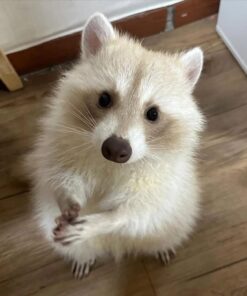 James Male Raccoon