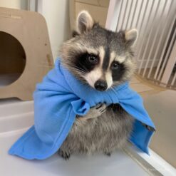 Williams Male Raccoon