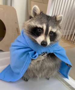 Williams Male Raccoon