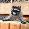 Joyce Female Raccoon