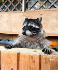 Joyce Female Raccoon