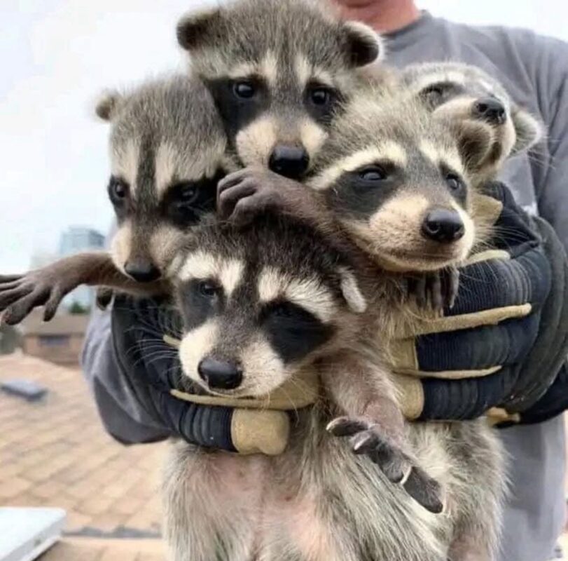 Raccoons for sale and adoption Texas