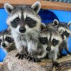 Raccoons for sale and adoption Texas Bulk offer