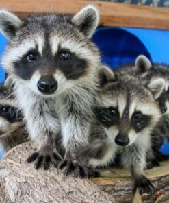 Raccoons for sale and adoption Texas Bulk offer
