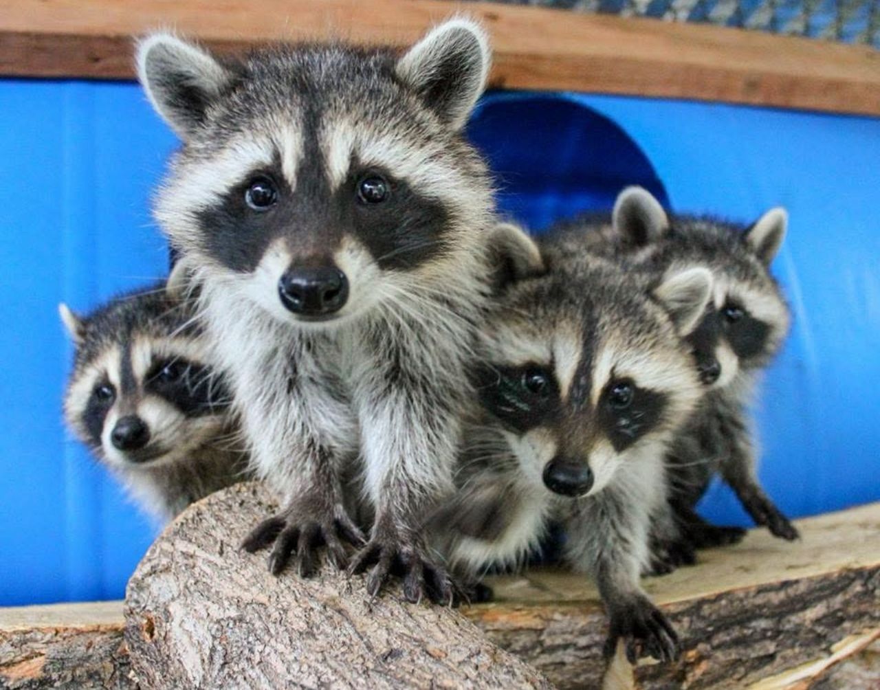 Raccoons for sale and adoption Texas Bulk offer Raccoons for sale and adoption Texas Bulk offer