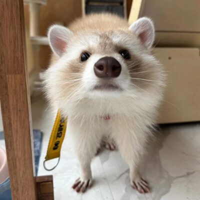 Peter Male Raccoon