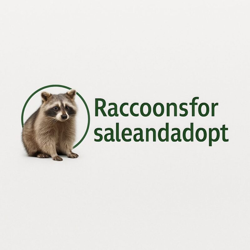 Raccoons For Sale And Adoption 