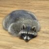 Dahlia - female - Raccoon