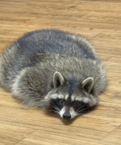 Dahlia - female - Raccoon