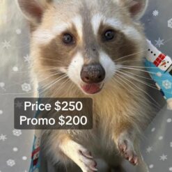 Berry Female Raccoon