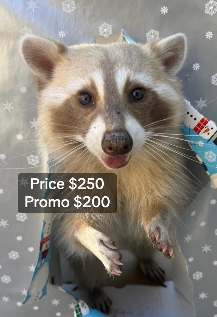 Berry Female Raccoon Berry Female Raccoon