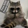Babis female raccoon