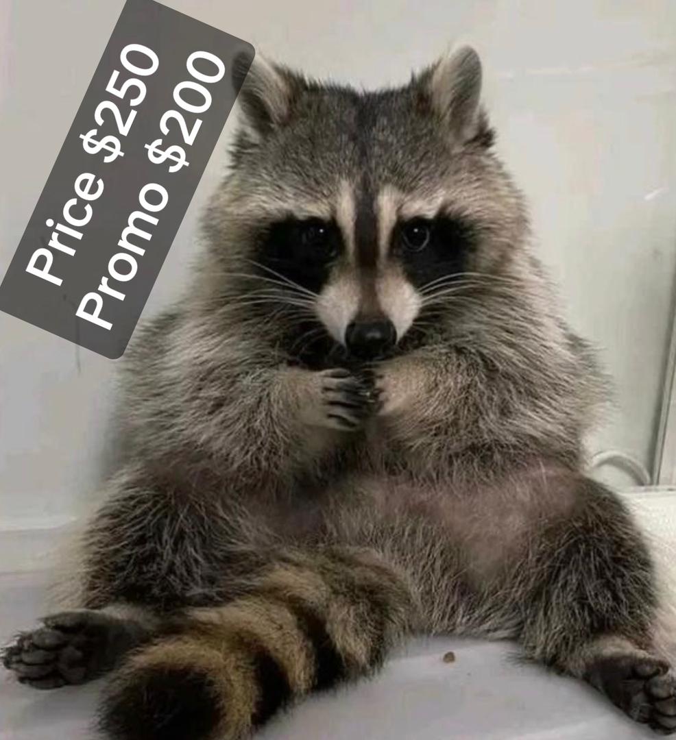Babis female raccoon Babis female raccoon