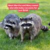Martha Marry Adorable baby raccoons