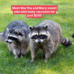 Martha Marry Adorable baby raccoons