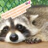 Babby - Female Raccoon