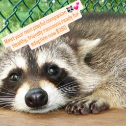 Babby - Female Raccoon