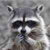 Dahlia - female - Raccoon