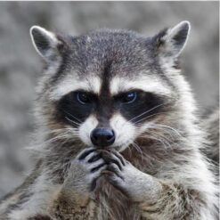 Dahlia - female - Raccoon