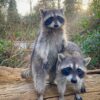 Brian and Bless the twin brothers Male Raccoon