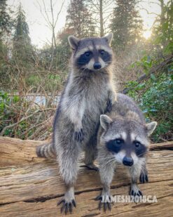 Brian and Bless the twin brothers Male Raccoon