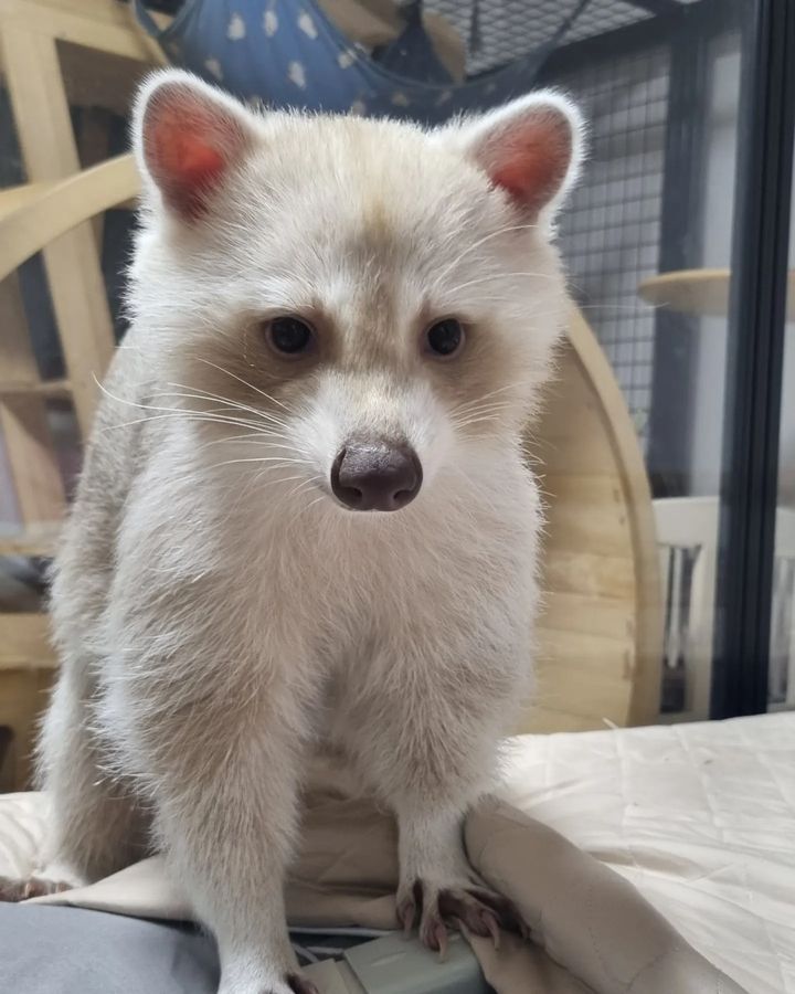 Alex - male - Raccoon for sale Alex - male - Raccoon for sale